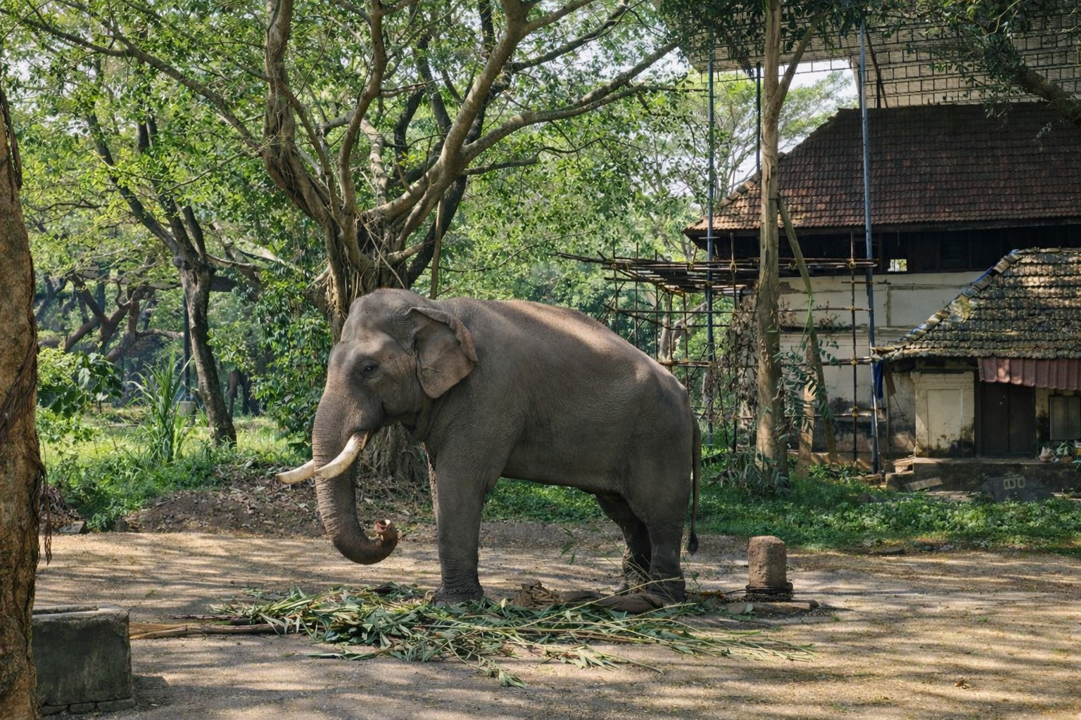 Punnathur Kotta Elephant Sanctuary